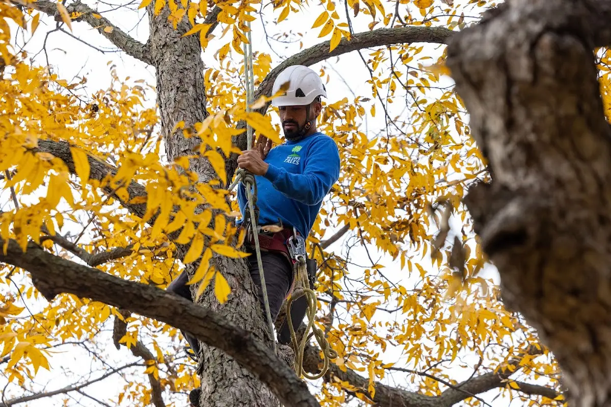 Skilled Tree Trimming crew working in Wayne